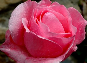 Rosa con gotas de agua de lluvia