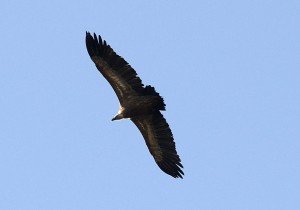 Aguila sobrevolando un espacio natural