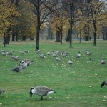 Patos en parque londinense