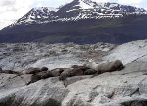 Lobos marinos en la Isla de Lobos (Argentina)