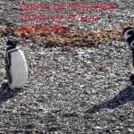 Pinguinos en libertad