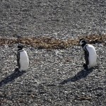 Pareja de pinguinos en la Isla Despard (Argentina)