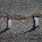 Pareja de pinguinos en la Isla Despard (Argentina)