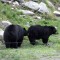 Parque Omega (Canada) Pareja de osos en libertad